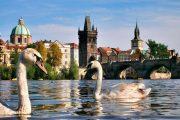 В Праге во время экскурсии можно покормить лебедей