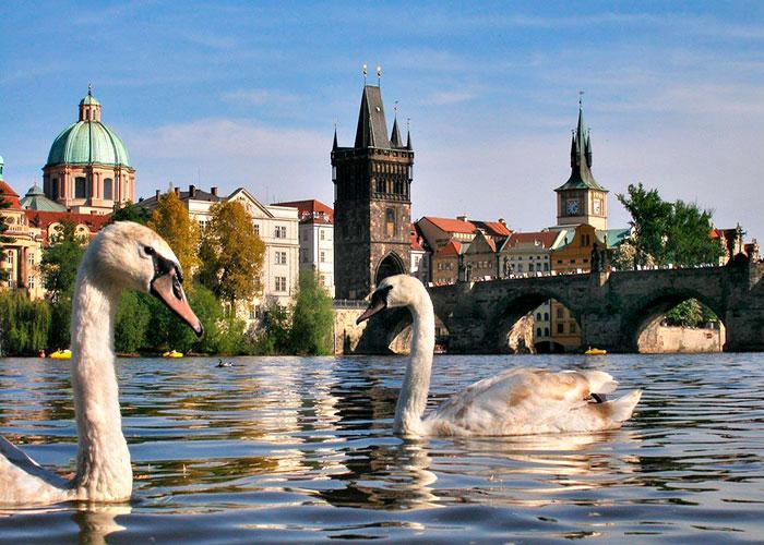 В Праге во время экскурсии можно покормить лебедей