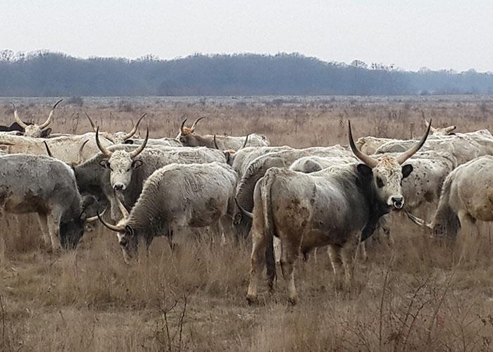 Во воремя новогоднего тура по Закарпатью мы посетим эко-ферму, где выращивают буйволов